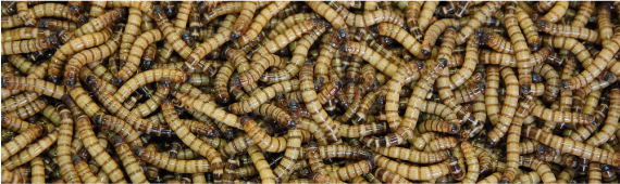 Mealworm